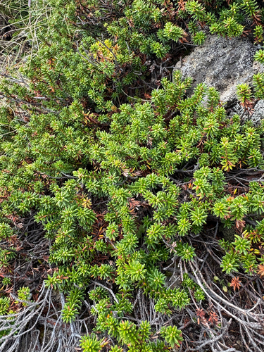 Empetrum nigrum asiaticum