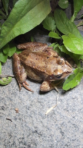 European Common Frog