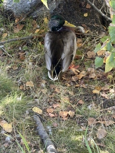Mallard