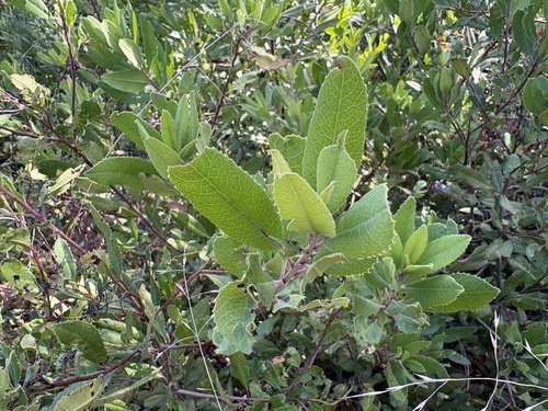 Toyon seen in Sonoma Valley
