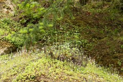 Penstemon serrulatus