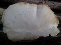 Fungi