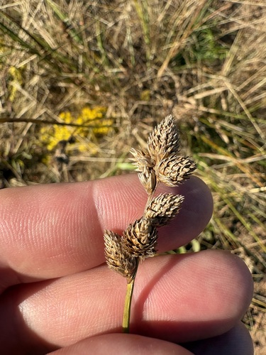 clustered sedge
