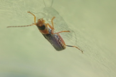Cantharis lateralis