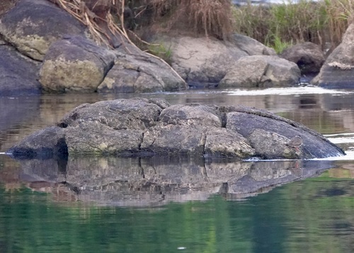 iNaturalist image