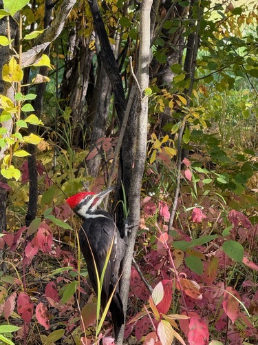 Pileated Woodpecker