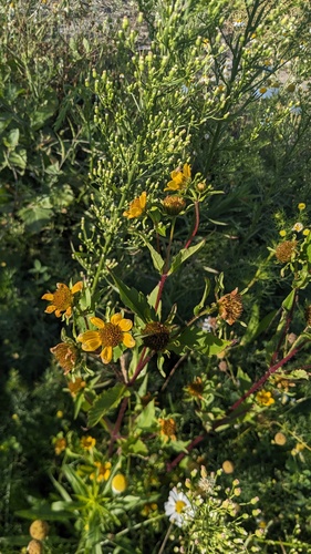 Bidens amplissima