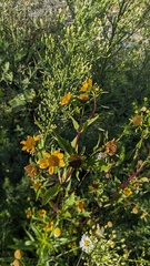 Bidens amplissima