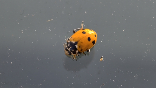 Variegated Lady Beetle