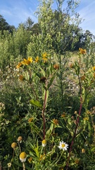 Bidens amplissima, photograph (c) Shaan Aroeste, some rights reserved (CC BY)