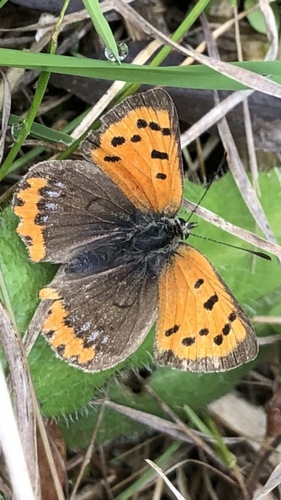 Small Copper