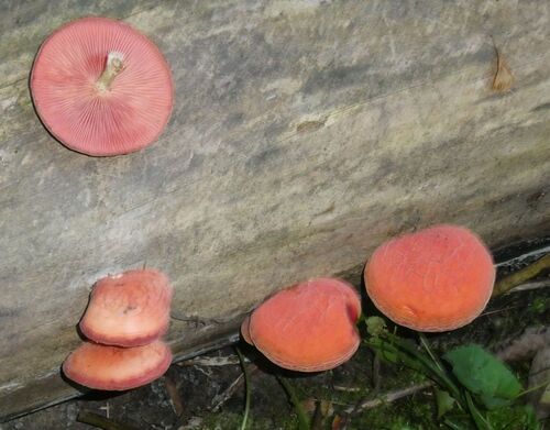 Rhodotus reticeps