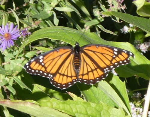 Viceroy