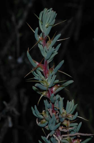 Image of Sclerolaena tricuspis by (c) Chris Lindorff, some rights reserved (CC BY)