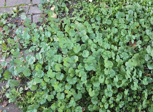 dwarf mallow