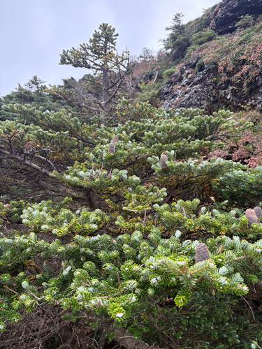 Korean fir