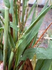 Digitaria ischaemum