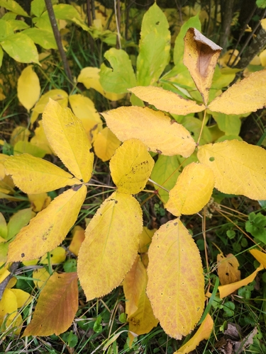 wild sarsaparilla