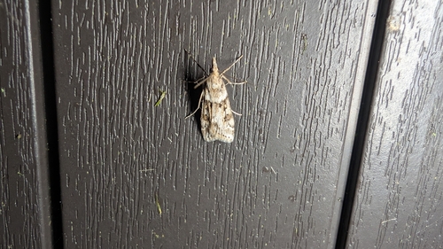 Narrow-winged Grey