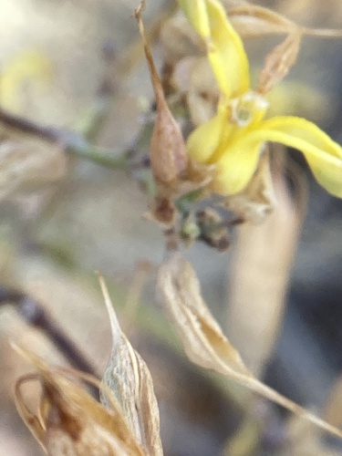 Ehrendorferia chrysantha, 2026-09-21