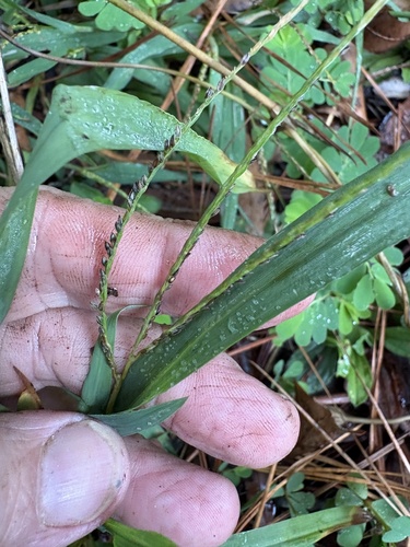 Digitaria ischaemum, photograph 2