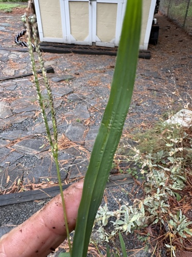 Digitaria ischaemum, photograph 3