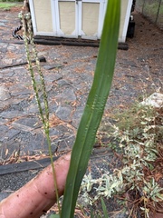 author not stated, no rights reserved Digitaria ischaemum, photograph author not stated, no rights reserved