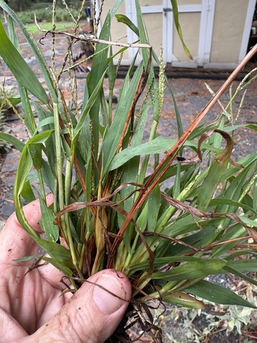 Digitaria ischaemum, photograph 4
