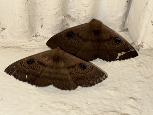 Southern Moon Moth