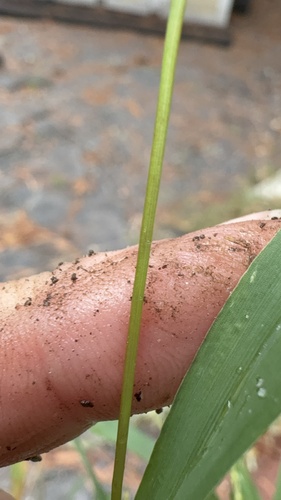Digitaria ischaemum, photograph 5