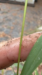 author not stated, no rights reserved Digitaria ischaemum, photograph author not stated, no rights reserved