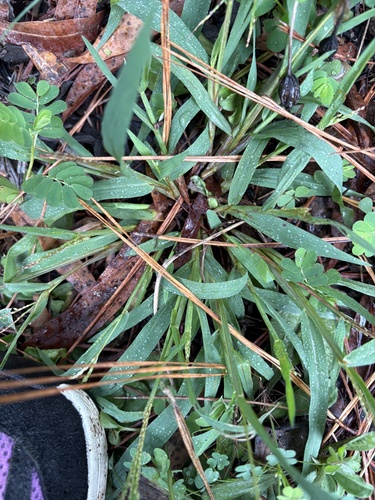 Digitaria ischaemum, photograph 6