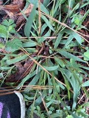 Digitaria ischaemum, photograph author not stated, no rights reserved