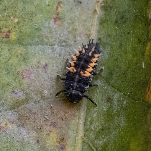 Asian Lady Beetle