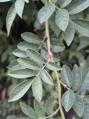 multiflora rose