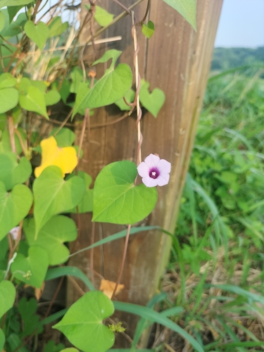 Littlebell