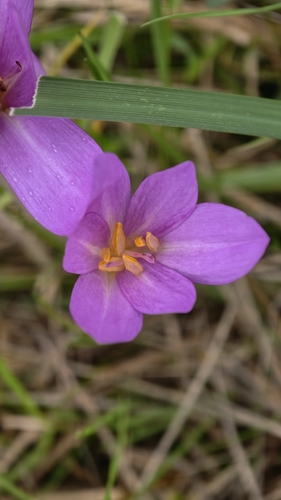 Autumn Crocus