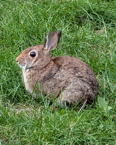 Eastern Cottontail
