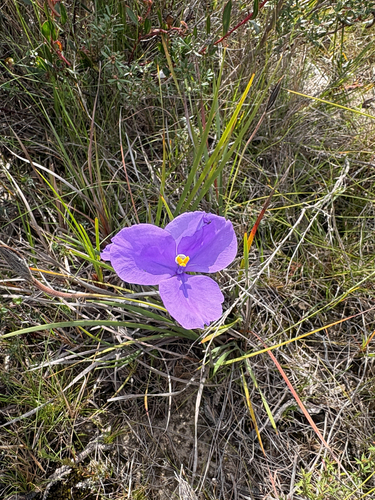 Patersonia sericea, photograph 3