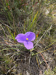 (c) Bryce Watts-Parker, some rights reserved (CC BY) Patersonia sericea, photograph (c) Bryce Watts-Parker, some rights reserved (CC BY)