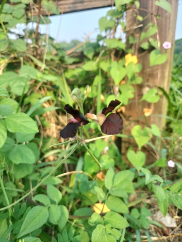 Purple Bush-Bean