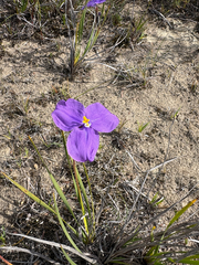 (c) Bryce Watts-Parker, some rights reserved (CC BY) Patersonia sericea, photograph (c) Bryce Watts-Parker, some rights reserved (CC BY)