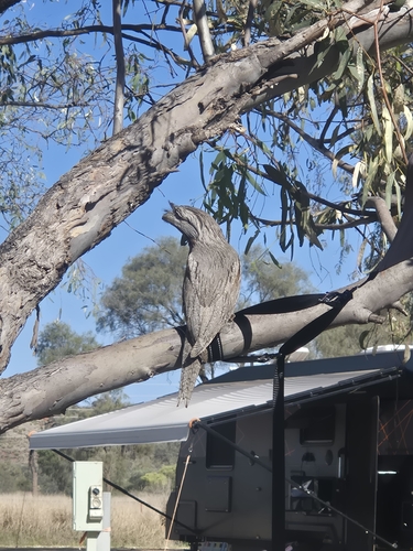 Tawny Frogmouth