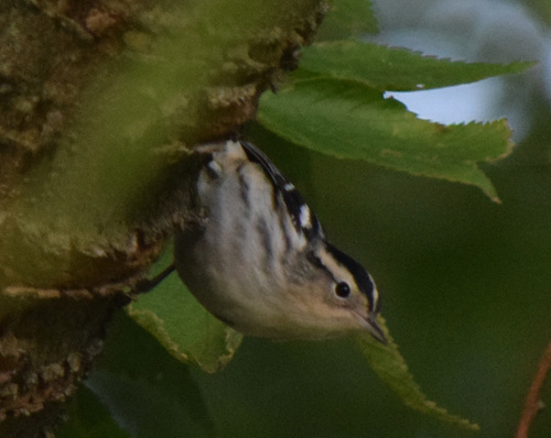 Black-and-white Warbler
