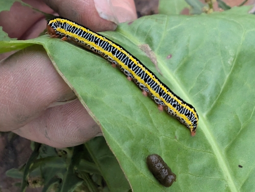 Zebra Caterpillar Moth