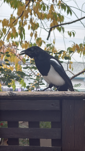 Black-billed Magpie