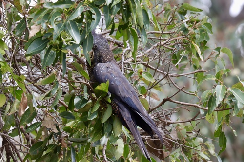 Forest Red-tailed Black Cockatoo