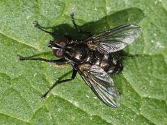 Rhinomorinia sarcophagina