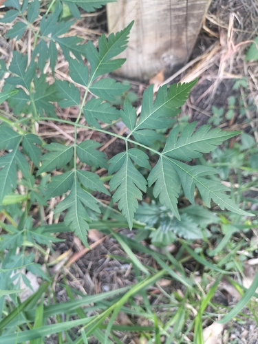 Chinaberry
