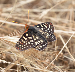 Euphydryas chalcedona chalcedona